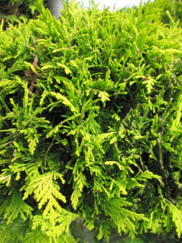Chamaecyparis lawsoniana Ivonne Bonsai  - Gelbe Scheinzypresse - 200-225