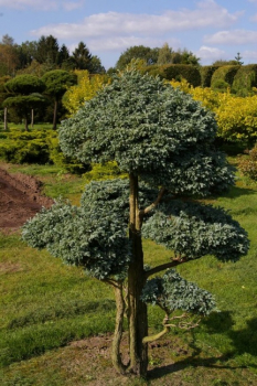 Chamaecyparis pisifera Boulevard Bonsai - Silberzypresse - 100x70