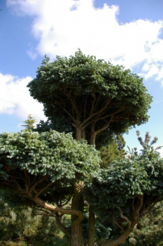 Chamaecyparis pisifera Boulevard Bonsai - Silberzypresse - 100x70