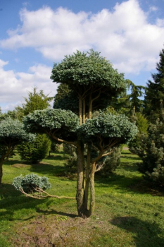 Chamaecyparis pisifera Boulevard Bonsai - Silberzypresse - 100x70
