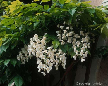 Wisteria "venusta alba" (125-150 cm) Blauregen