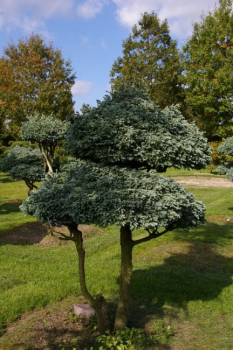 Chamaecyparis pisifera Boulevard Bonsai - Silberzypresse - 90x130