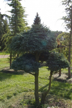 Chamaecyparis pisifera Boulevard Bonsai - Silberzypresse - 90x130