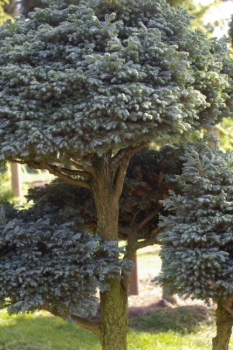 Chamaecyparis pisifera Boulevard Bonsai - Silberzypresse - 90x130