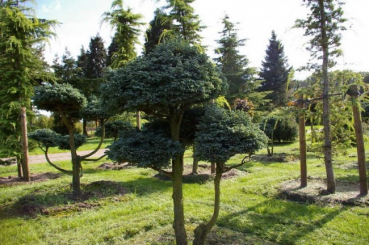 Chamaecyparis pisifera Boulevard Bonsai - Silberzypresse - 90x130