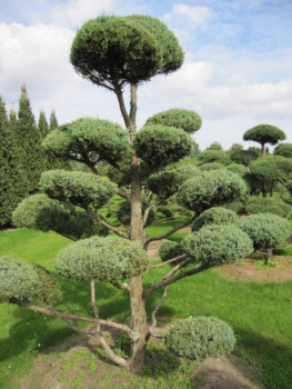 Juniperus virginiana Glauca Bonsai  - Blauer Virginia-Wacholder - 200-225