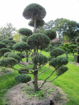 Juniperus virginiana Glauca Bonsai  - Blauer Virginia-Wacholder - 200-225