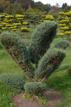 Juniperus virginiana Grey Owl Bonsai - Staruchwacholder Gray Owl -  150-175