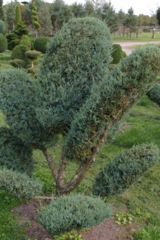 Juniperus virginiana Grey Owl Bonsai - Staruchwacholder Gray Owl -  150-175