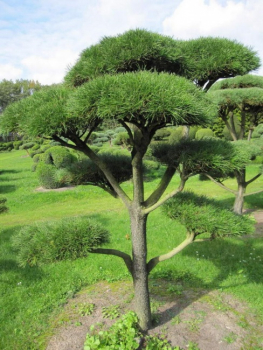 Pinus contorta Bonsai - Drehkiefer - Küstenkiefer - 150-200