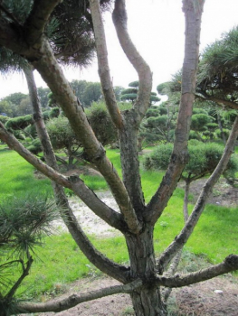 Pinus contorta Bonsai - Drehkiefer - Küstenkiefer - 300-400