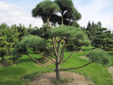 Pinus contorta Bonsai - Drehkiefer - Küstenkiefer - 300-400