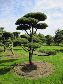 Pinus contorta Bonsai - Drehkiefer - Küstenkiefer - 350-400
