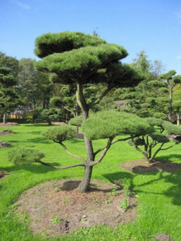 Pinus contorta Bonsai - Drehkiefer - Küstenkiefer - 350-400