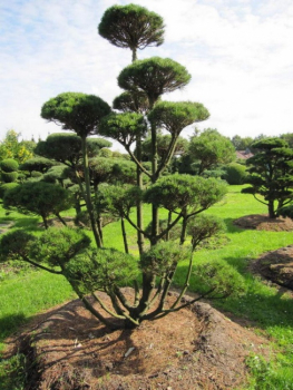Pinus mugo Bonsai - Bergkiefer - Bergföhre -  300-350