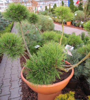 Pinus mugo mughus Bonsai  - Bergkiefer - 80-100