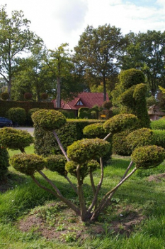 Taxus baccata Aurea Bonsai - Goldeibe - 140