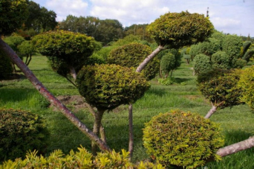 Taxus baccata Aurea Bonsai - Goldeibe - 140