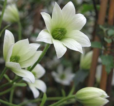 Preview: Clematis Michiko Evpo044(N) Boulevard™ - Waldrebe 60-80 cm weiße Blüte