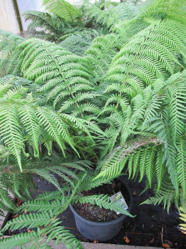 Dicksonia antarctica