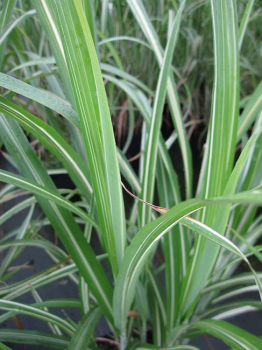 Preview: Chinaschilf Cabaret Miscanthus