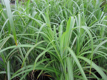 Preview: Chinaschilf Cabaret Miscanthus