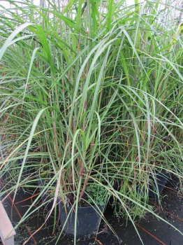 Chinaschilf Malepartus