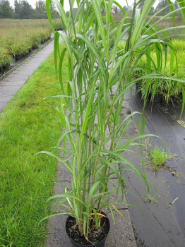 Gartenschilf Silberfeder Miscanthus