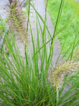 Pennisetum alopecuroides Cassian - Garten-Federborstengras - Lampenputzergras
