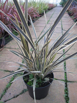 Phormium tenax Alison Blackman - Neuseelandflachs -  40-60
