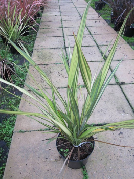 Phormium tenax Apricot Queen - Neuseelandflachs -  40-60