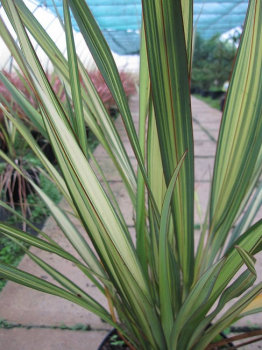 Preview: Phormium tenax Apricot Queen - Neuseelandflachs -  40-60