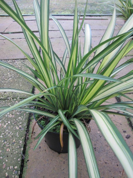 Phormium tenax Cream Delight - Neuseelandflachs Cream Delight -