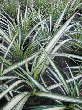 Phormium tenax Cream Delight - Neuseelandflachs Cream Delight -