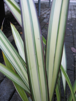 Phormium tenax Cream Delight - Neuseelandflachs Cream Delight -