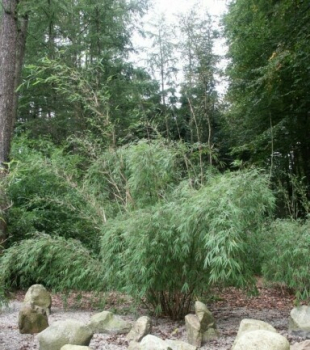 Fargesia Utilis - Der Wogenbambus -  ca. 200-250 cm