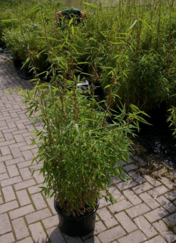 Gartenbambus Hobbiebrunkens Favorit