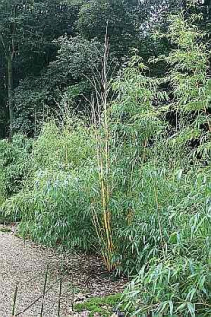 Phyllostachys Vivax Aureocaulis - Riesenbambus mit buntem Halm -  ca.150-200 cm