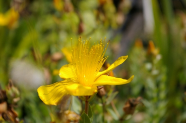 Acaena microphylla Kupferteppich - Kupferrotes Stachelnüsslein -