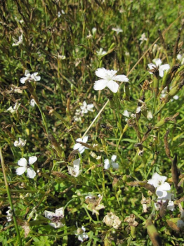 Alyssum montanum Berggold - Berg-Steinkraut -