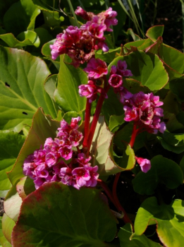 Bergenia cordifolia Herbstblüte - Riesen-Steinbrech -