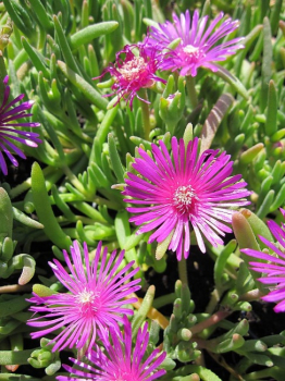 Delosperma cooperi - Rote Mittagsblume -