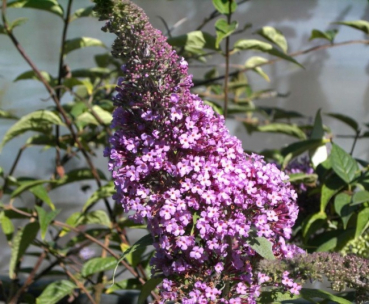 Buddleja davidii "Andrew Seedling" (60-80 cm) Schmetterlingsstrauch