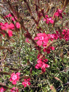 Dianthus deltoides Brillant - Heidenelke -
