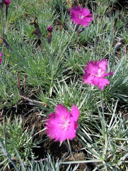 Preview: Dianthus gratianopolitanus Feuerhexe - Pfingstnelke -