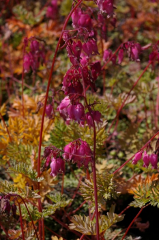 Dicentra formosa Luxuriant - Zwergige Herzblume - Doppelsporn -