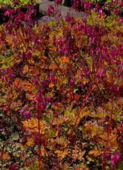 Dicentra formosa Luxuriant - Zwergige Herzblume - Doppelsporn -