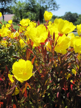 Oenothera tetragona Sonnenwende - Garten-Nachtkerze -