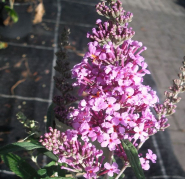 Buddleja davidii "Buzz" (60-80 cm) Schmetterlingsstrauch