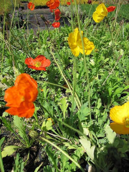 Papaver nudicaule Gartenzwerg - Island-Mohn -
